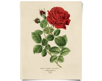 Vintage Botanical Red Jack Rose Print w/ optional frame / High Quality Giclee Print