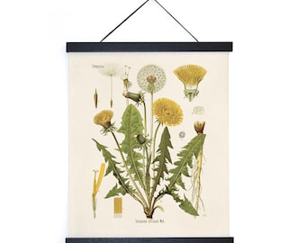 Vintage Botanical Dandelion Flower Print w/ optional frame / High Quality Giclee Print