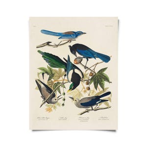 May include: A vintage print featuring detailed illustrations of various bird species perched on branches with green leaves. The birds display a range of colors, including blue, black, white, and gray, against a cream-colored background. The print includes the text "Plate 175".