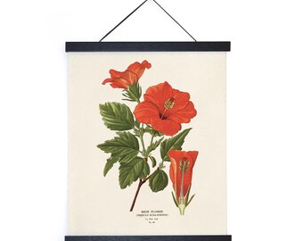Vintage Botanical Hibiscus Flower Print w/ optional frame / High Quality Giclee Print