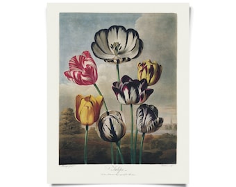 Vintage Botanical Tulip Flower Print  w/ optional hanging frame / High Quality Giclee Print