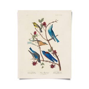 May include: A vintage print featuring detailed illustrations of various birds perched on branches with red flowers. The birds are depicted in shades of blue, yellow, and brown. The print has text at the bottom identifying the bird species.