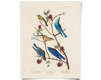 Vintage Warbler & Blue Birds Audubon Print w/ optional frame / High Quality Giclee Print