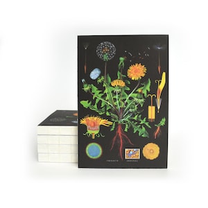 May include: A black and white illustration of a dandelion plant with yellow flowers and seeds. The illustration includes close-up details of the flower, seed head, and root system.