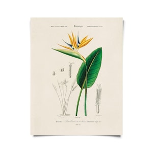Vintage Botanical Birds of Paradise Print w/ optional frame / High Quality Giclee Print