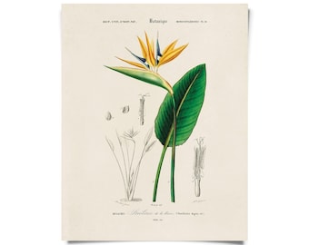 Vintage Botanical Birds of Paradise Print w/ optional frame / High Quality Giclee Print