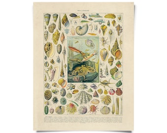 Vintage Nature French Sea Shell Mollusks Print w/ optional frame / High Quality Giclee Print