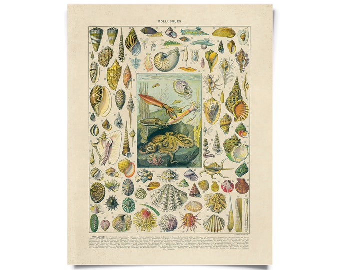 Featured listing image: Vintage Nature French Sea Shell Mollusks Print w/ optional frame