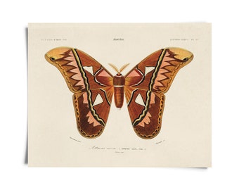 Vintage d'Orbigny Atlas Moth Insect Print w/ optional frame / High Quality Giclee Print