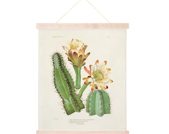 Vintage Botanical Cactus 2 Print w/ optional frame / High Quality Giclee Print