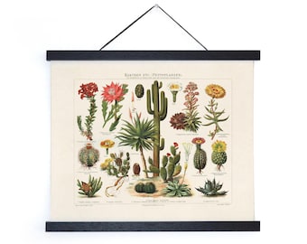 Vintage Botanical Cactus Kakteen Chart 1 Print / High Quality Giclee Print