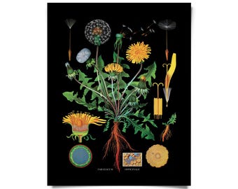 Vintage Botanical Black Dandelion Print w/ optional frame / High Quality Giclee Print