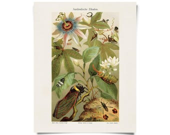 Vintage Cicadas and Passion Flower Print w/ optional frame / High Quality Giclee Print