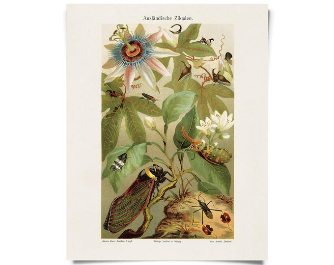 Featured listing image: Vintage Cicadas and Passion Flower Print w/ optional frame / High Quality Giclee Print