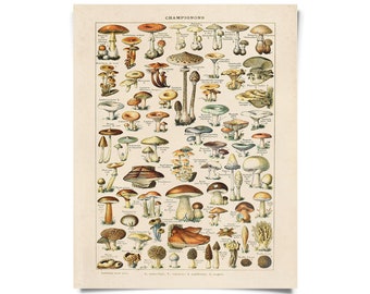 Vintage Botanical French Mushroom Print w/ optional frame / High Quality Giclee Print