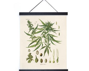 Vintage Botanical Cannabis Marijuana Print w/ optional frame / High Quality Giclee Print