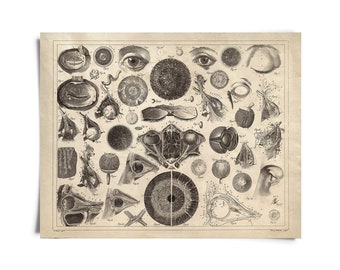 Vintage Anatomy Eye Diagram Optometry Print / High Quality Giclee Print