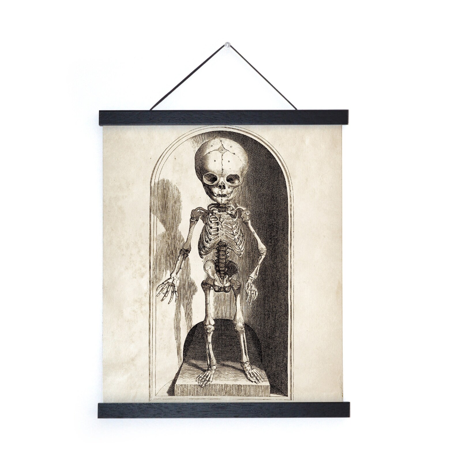 Vintage Anatomy Small Skeleton Print W/ Optional Frame / High Quality ...
