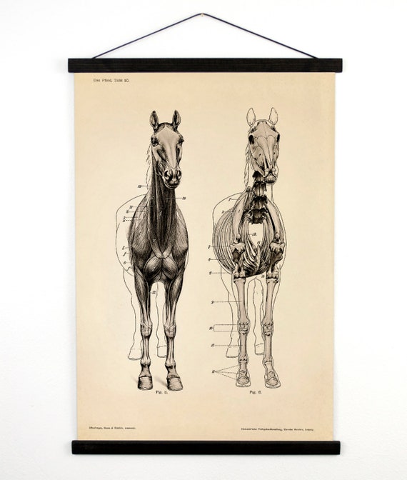 Horse Anatomy Chart