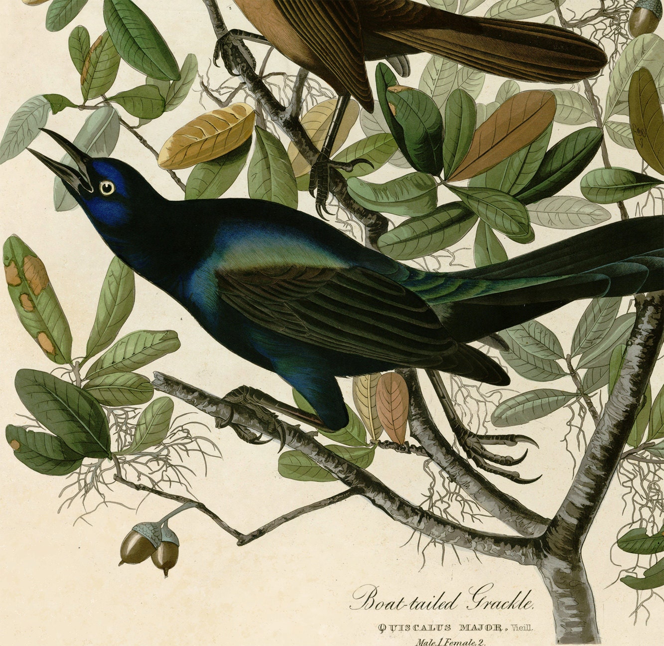 Download Pull Down Chart - Grackle Audubon Bird Illustration ...