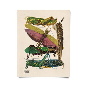 May include: A vintage illustration of four different types of grasshoppers. The grasshoppers are depicted in a variety of colors, including green, yellow, pink, and blue. The illustration is set against a cream-colored background.