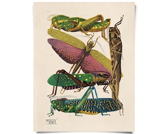 Vintage Nature Grasshopper Insect Print w/ optional frame / High Quality Giclee Print