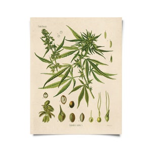 Vintage Botanical Cannabis Marijuana Print w/ optional frame / High Quality Giclee Print Print Only