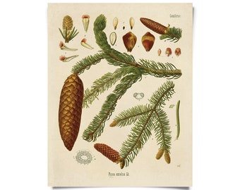 Vintage Botanical Norway Spruce Forest Print w/ optional frame / High Quality Giclee Print