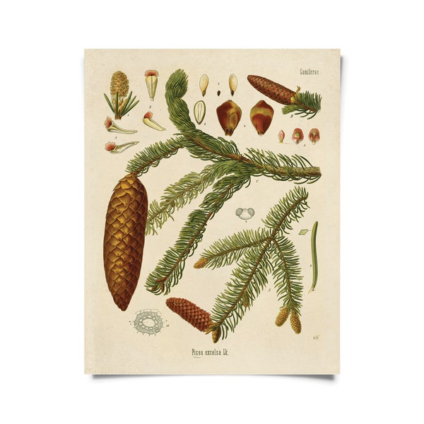 Vintage Botanical Norway Spruce Forest Print w/ optional frame / High Quality Giclee Print