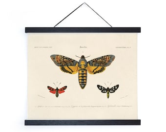 Vintage d'Orbigny Sphinx Moth Insect Print w/ optional frame / High Quality Giclee Print