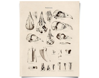 Vintage Natural History Bird Skull Print w/ optional magnetic frame / High Quality Giclee Print