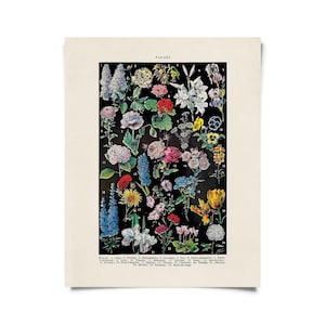 Vintage Botanical Fleurs Garden Flower 2 Print w/ optional frame / High Quality Giclee Print
