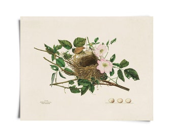 Vintage Field Sparrow Bird Nest Print w/ optional frame / High Quality Giclee Print