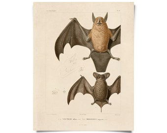 Vintage Mexican Freetail Bat Print w/ optional magnetic frame