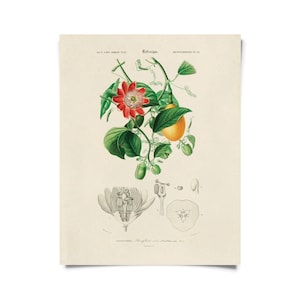 Vintage Botanical Passionflower Print w/ optional frame / High Quality Giclee Print
