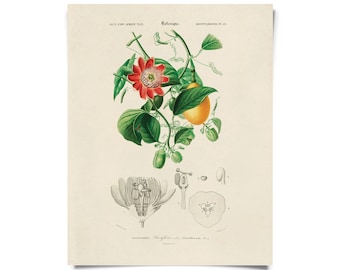 Vintage Botanical Passionflower Print w/ optional frame / High Quality Giclee Print