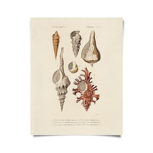 Vintage d&#39;Orbigny Sea Shell Mollusk Print w/ optional frame / High Quality Giclee Print