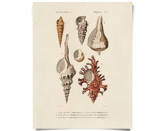 Vintage d'Orbigny Sea Shell Mollusk Print w/ optional frame / High Quality Giclee Print