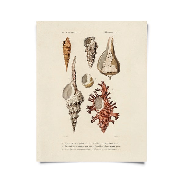 Vintage d'Orbigny Sea Shell Mollusk Print w/ optional frame / High Quality Giclee Print