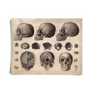 Vintage Anatomy Skull Diagram Print / High Quality Giclee Print