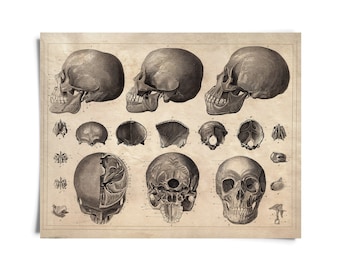 Vintage Anatomy Skull Diagram Print / High Quality Giclee Print