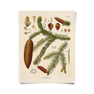 Impressão Vintage de Abeto da Noruega. Cartaz de Diagrama de Gráfico Educacional de Árvore Botânica Kohler's Botanical. Guia de Plantas Medicinais evergreen - B016P