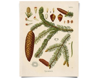 Vintage Norway Spruce Print. Botanical Tree Educational Chart Diagram Poster Kohler's Botanical. Medicinal Plant Guide evergreen - B016P