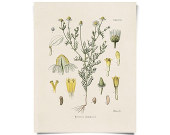 Vintage Botanical Chamomile Flower Print w/ optional frame / High Quality Giclee Print