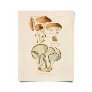 Vintage Botanical Mushroom Oyster Print w/ optional frame / High Quality Giclee Print
