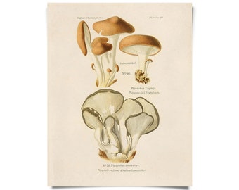 Vintage Botanical Mushroom Oyster Print w/ optional frame / High Quality Giclee Print