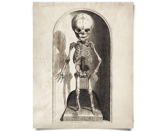 Vintage Anatomy Small Skeleton Print w/ optional frame / High Quality Giclee Print