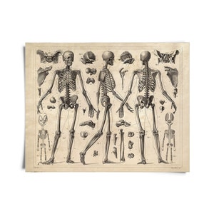 Vintage Anatomy Skeleton Diagram Print / High Quality Giclee Print