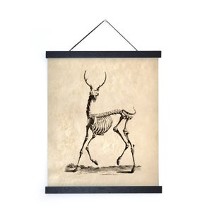 Vintage Natural History Deer Skeleton Print w/ frame option / High Quality Giclee Print image 3