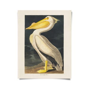 May include: A vintage print of a white pelican with a yellow beak and feet. The bird is standing on a rock with a dark background featuring a body of water and trees. The print is on a cream-colored paper.